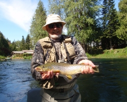 Cowichan river brown trout