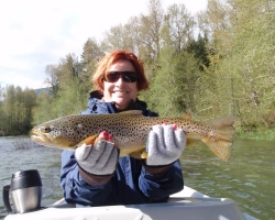 Cowichan river brown trout