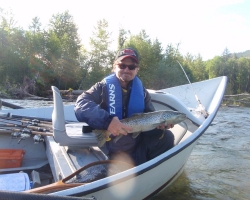 Cowichan river brown trout