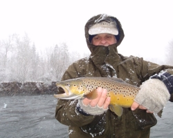 Cowichan river brown trout