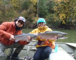 Coho Salmon