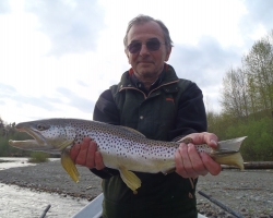 Cowichan river brown trout