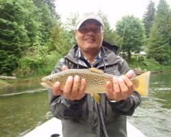 Cowichan river brown trout