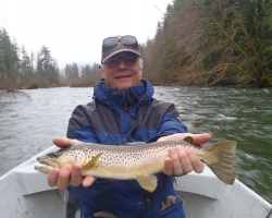 Cowichan river brown trout