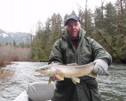 Cowichan river brown trout