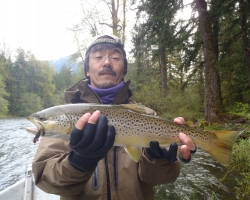 Cowichan river brown trout