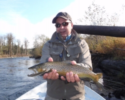 Cowichan river brown trout